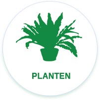 planten